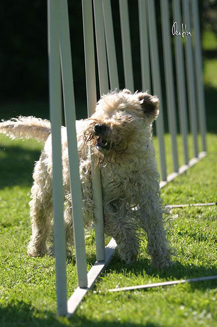 Wheaten shop terrier agility